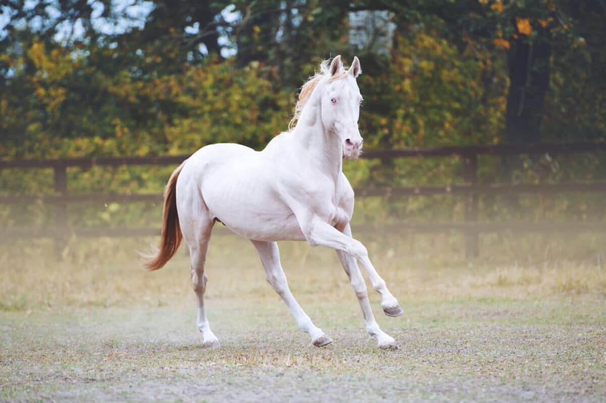 Sognare cavallo bianco